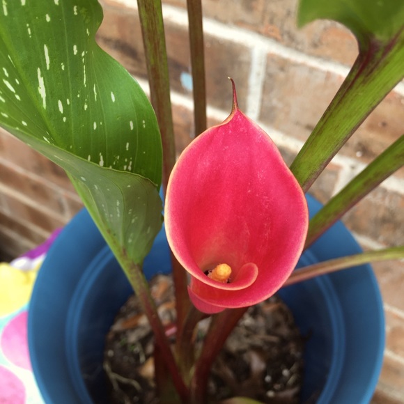 Meet your Posher, Roxanne - Picture 15 of 15